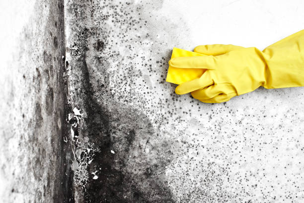 Best Best Mold Removal Companies  in Weaverville, NC