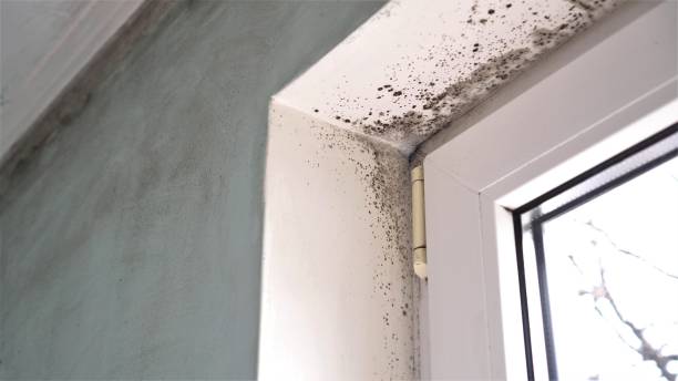 Professional Mold Removal in Weaverville, NC