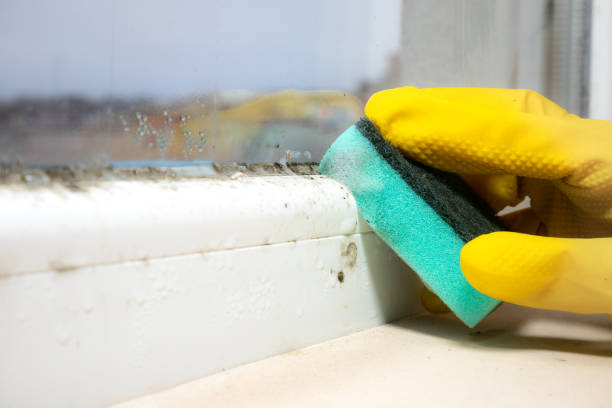 Best Black Mold Removal  in Weaverville, NC