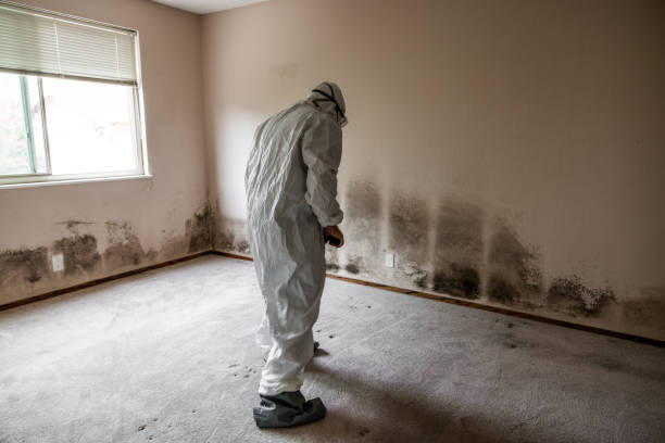 Best Professional Mold Removal  in Weaverville, NC