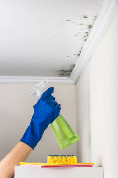 Best Same-Day Mold Removal  in Weaverville, NC